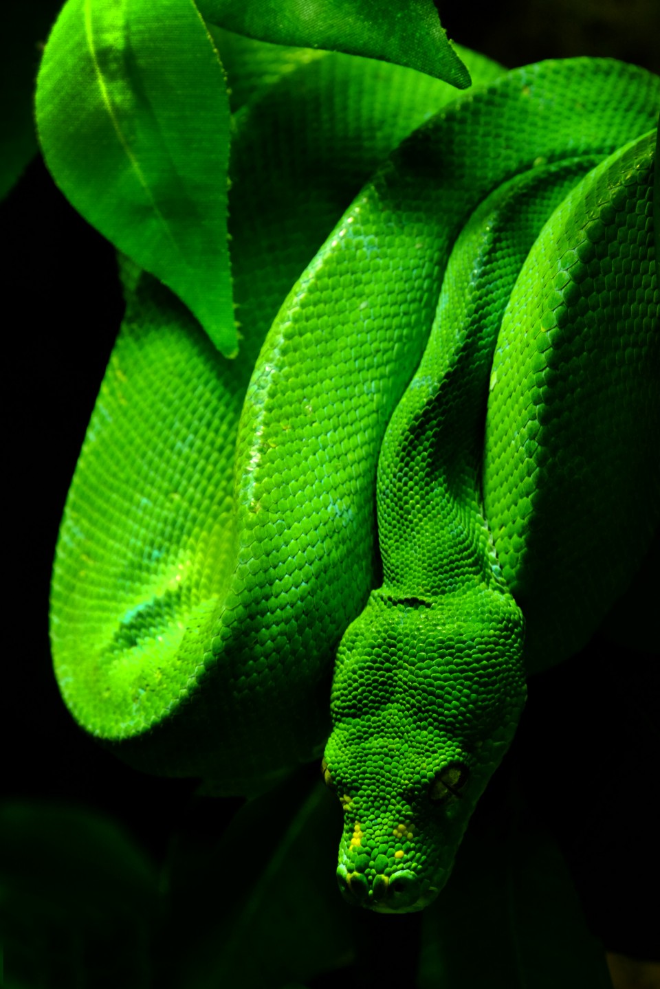 Emerald Boa